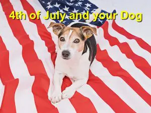 Read more about the article 4th of July and your Dog