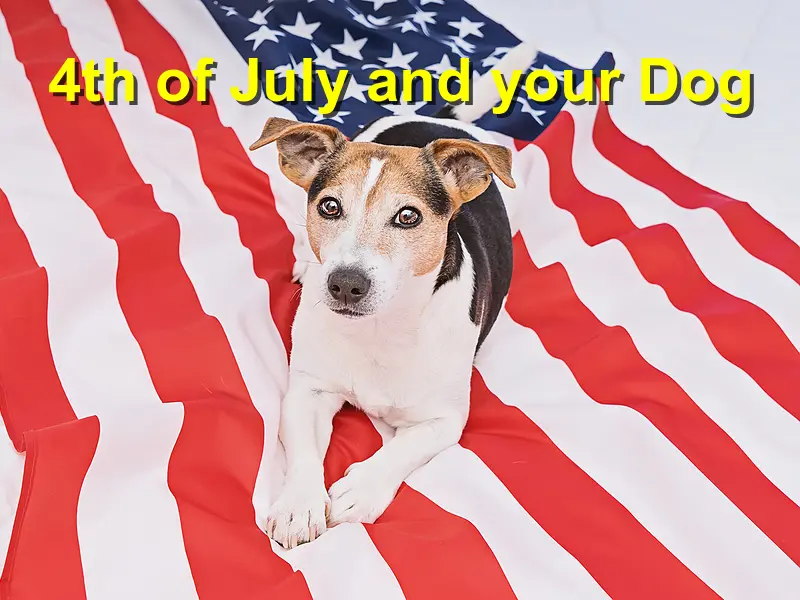 You are currently viewing 4th of July and your Dog