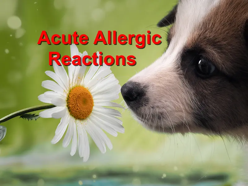 what are the symptoms of anaphylactic shock in dogs