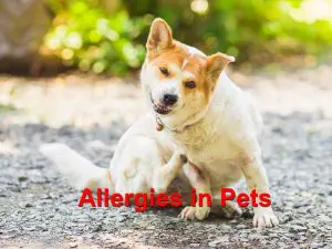 Read more about the article Allergies in Pets