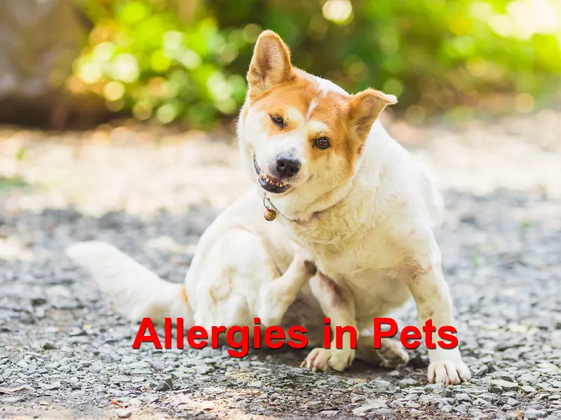 You are currently viewing Allergies in Pets