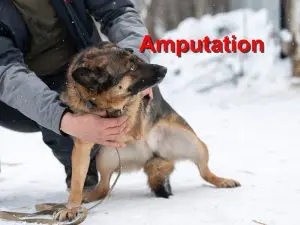 Read more about the article Amputation