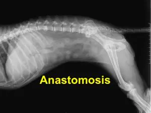 Read more about the article Anastomosis