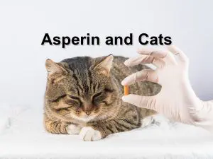 Read more about the article Asperin and Cats