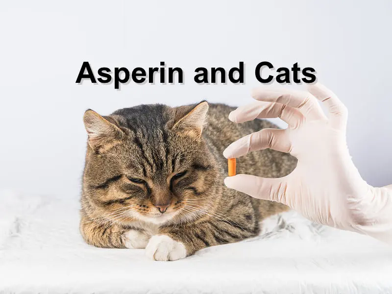 Read more about the article Asperin and Cats