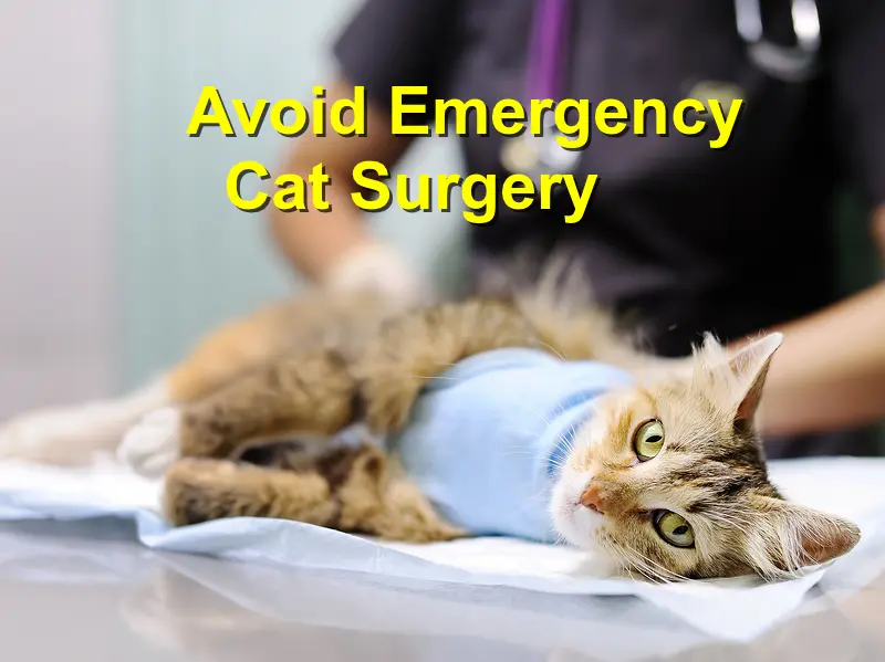 You are currently viewing Avoid Emergency Cat Surgery