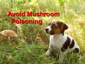 Read more about the article Avoid Mushroom Poisoning