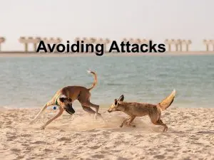 Read more about the article Avoiding Attacks
