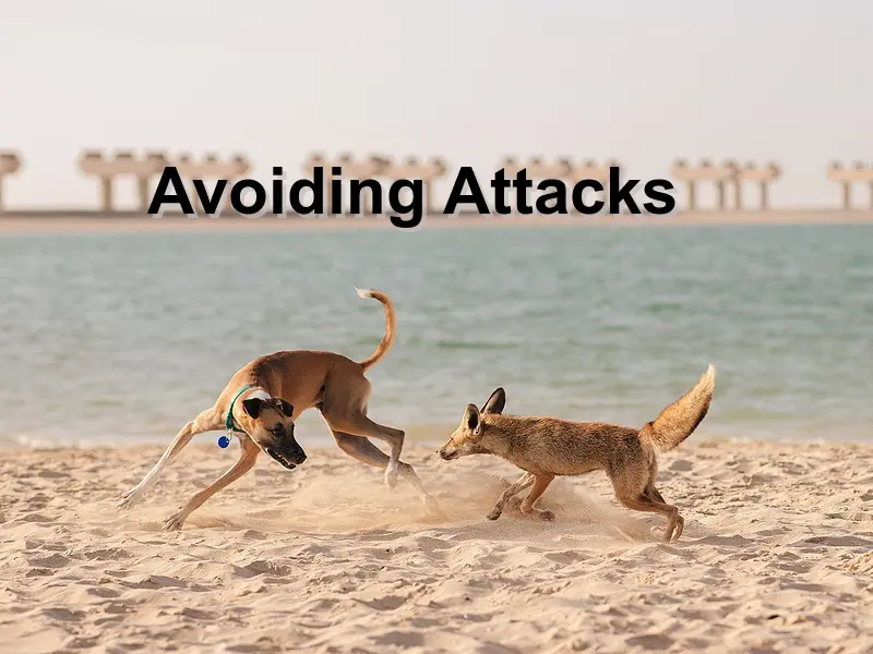 You are currently viewing Avoiding Attacks