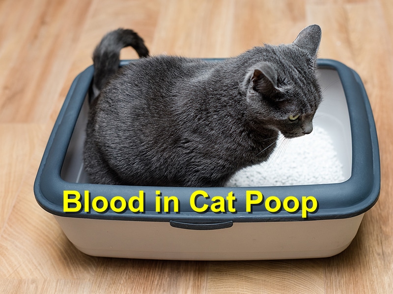 Blood in Cat Poop