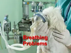 Read more about the article Understanding Dyspnea; Breathing Problems in Dogs and Cats