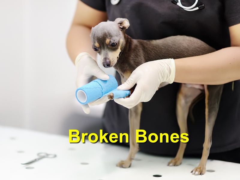 Read more about the article Dog Broken Bones