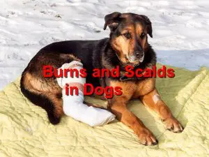 Read more about the article Burns and Scalds in Dogs
