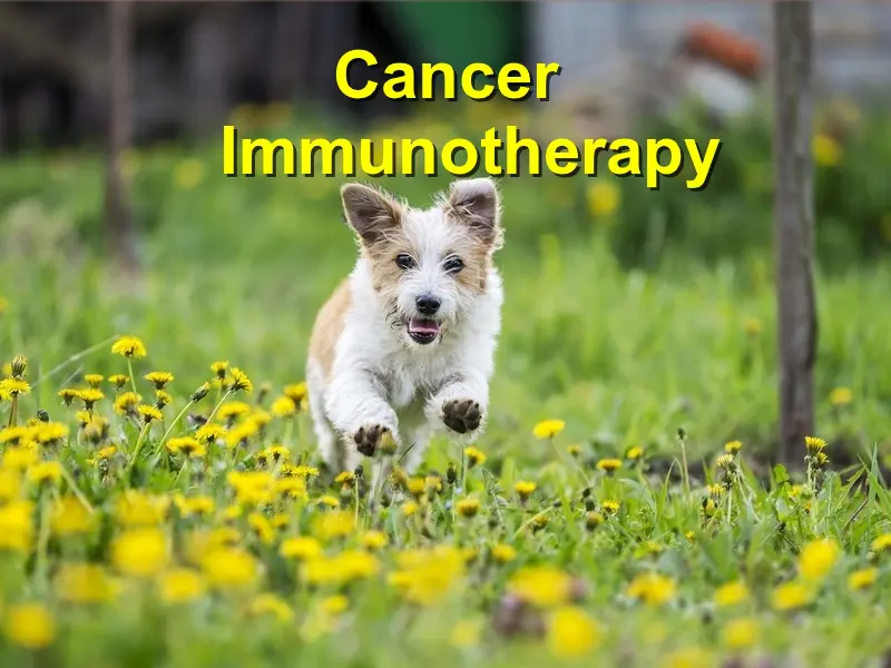 You are currently viewing Cancer Immunotherapy