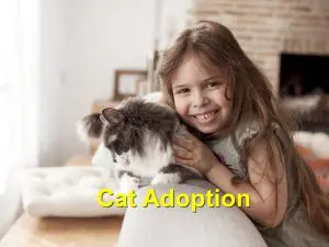 Read more about the article Cat Adoption