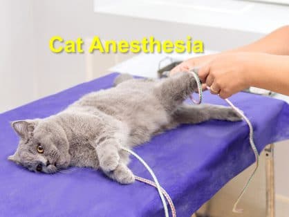 Cat Anesthesia - Emergency Animal Care Braselton