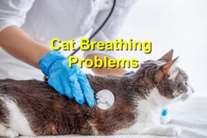 Cat Breathing Problems: ER Red Flag Signs