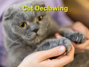 Read more about the article Cat Declawing