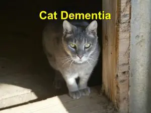 Read more about the article Cat Dementia