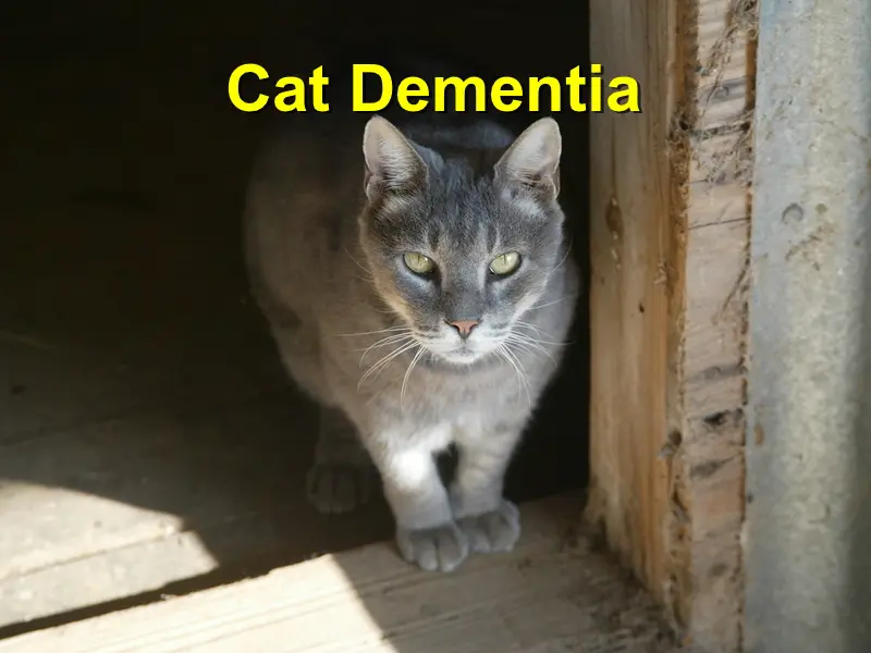 You are currently viewing Cat Dementia