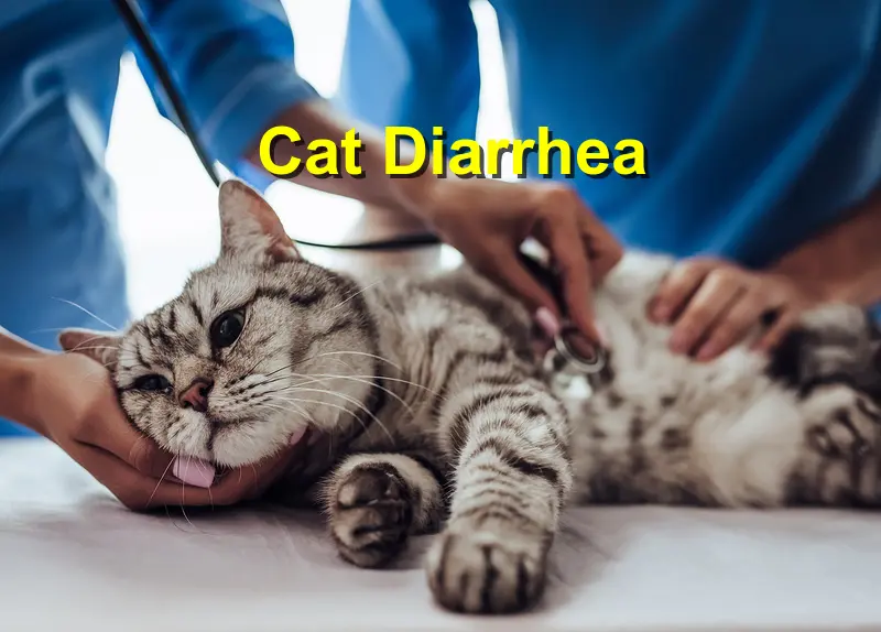 You are currently viewing Cat Diarrhea