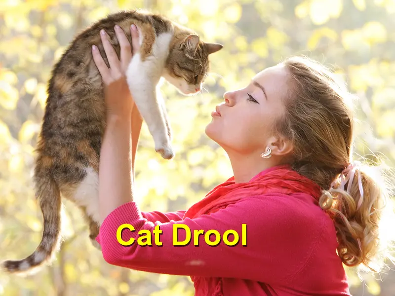 Read more about the article Cat drool