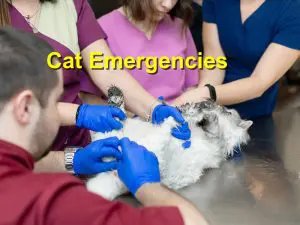 Read more about the article Cat Emergencies