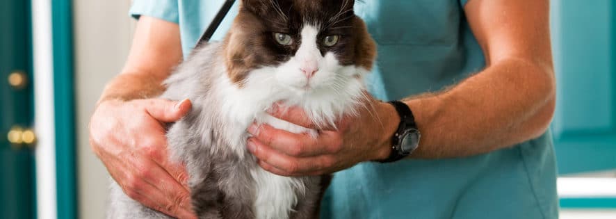 Cat Exhibiting Open-Mouth Breathing