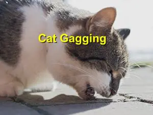 Read more about the article Cat Gagging