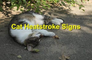 Cat Heatstroke Signs