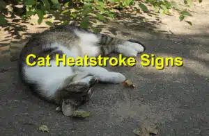 Cat Heatstroke Signs