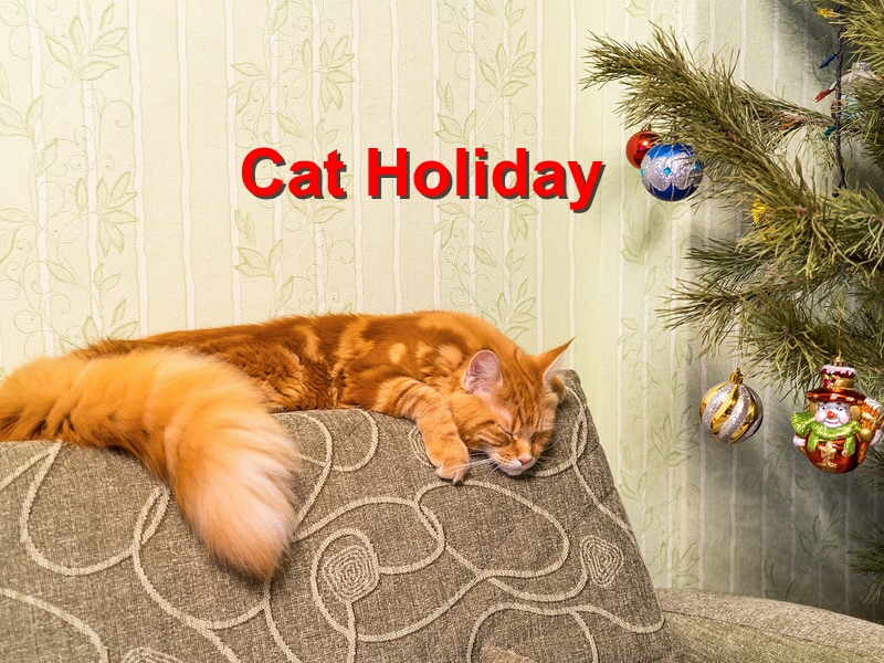 Read more about the article Cat Holiday