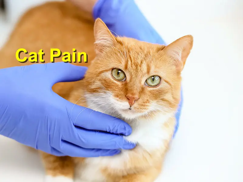 You are currently viewing Cat Pain