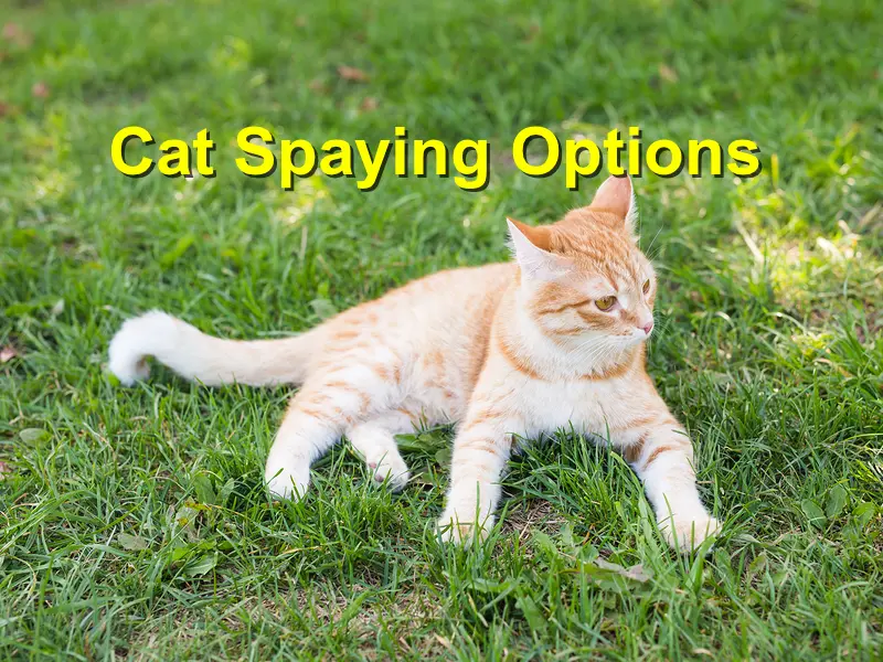 You are currently viewing Cat Spaying Options