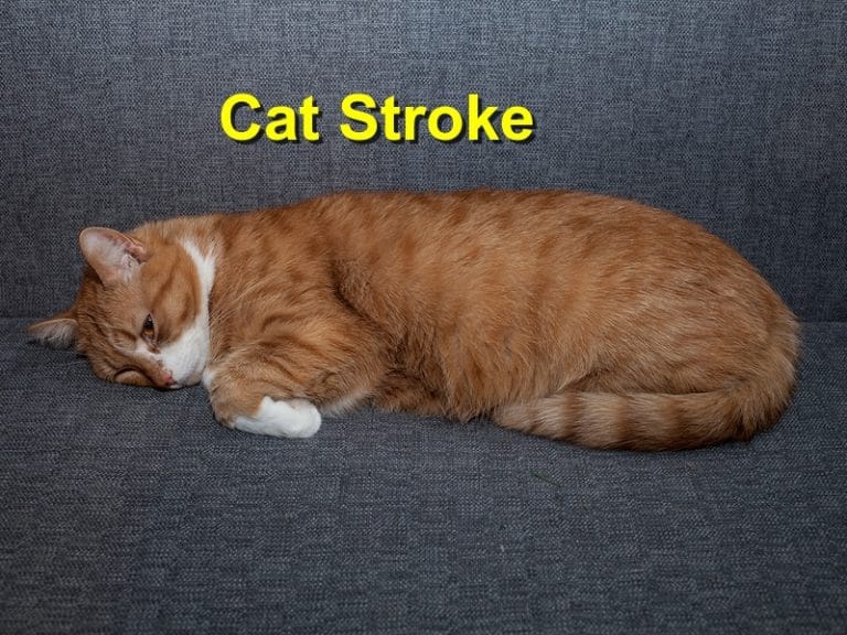 Cat Stroke Emergency Animal Care Braselton