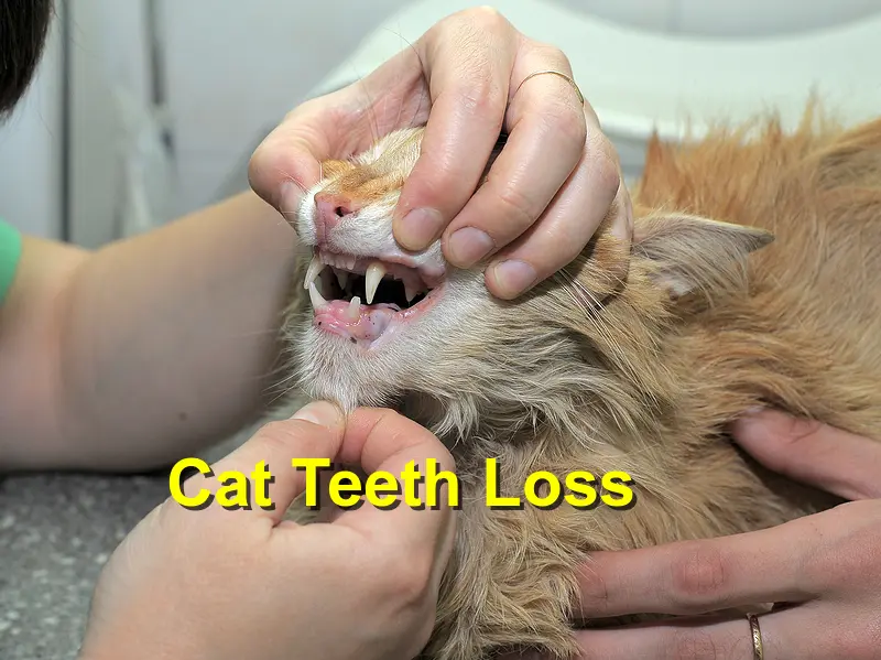 Read more about the article Cat Teeth Loss