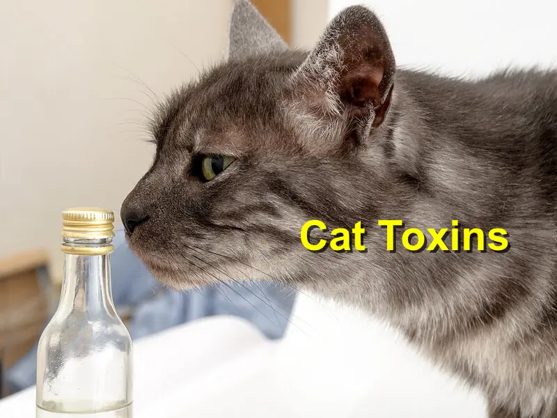 You are currently viewing Cat Toxins