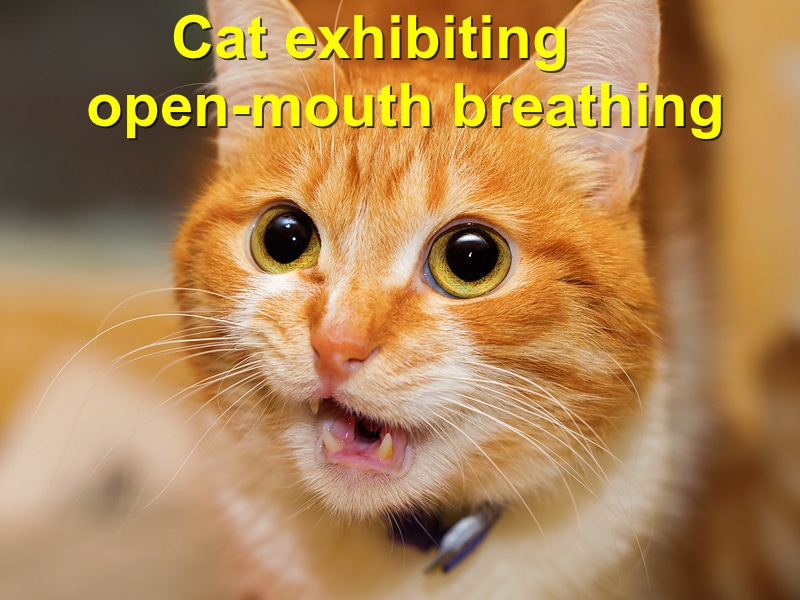 Cat exhibiting open mouth breathing 2