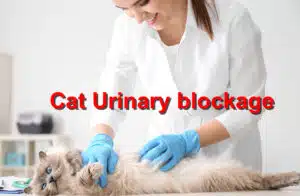 Cat urinary blockage