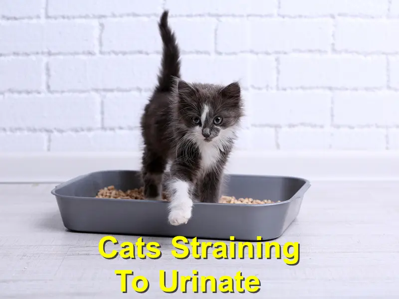 You are currently viewing Cats Straining To Urinate
