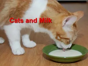 Read more about the article Cats and Milk