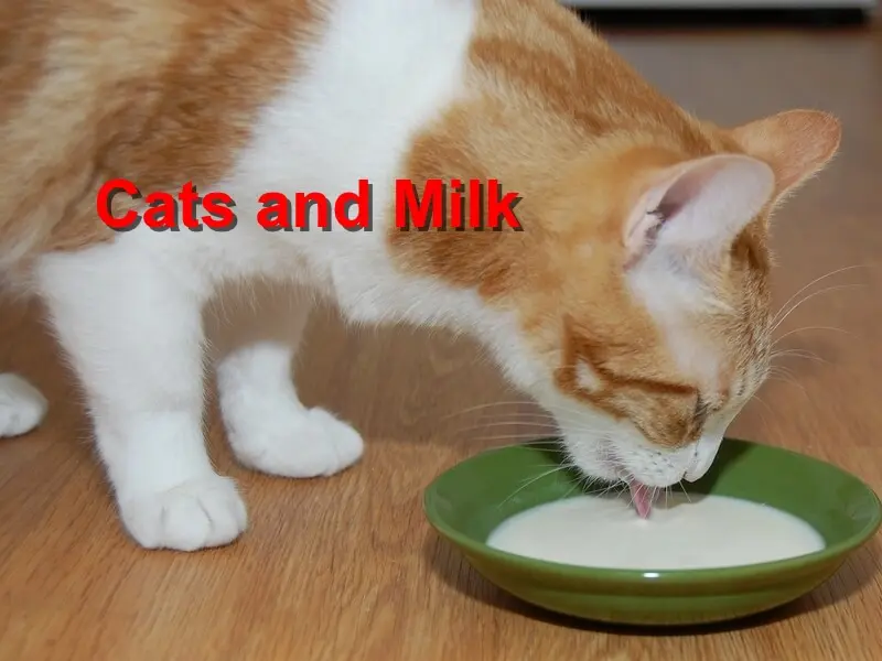 You are currently viewing Cats and Milk