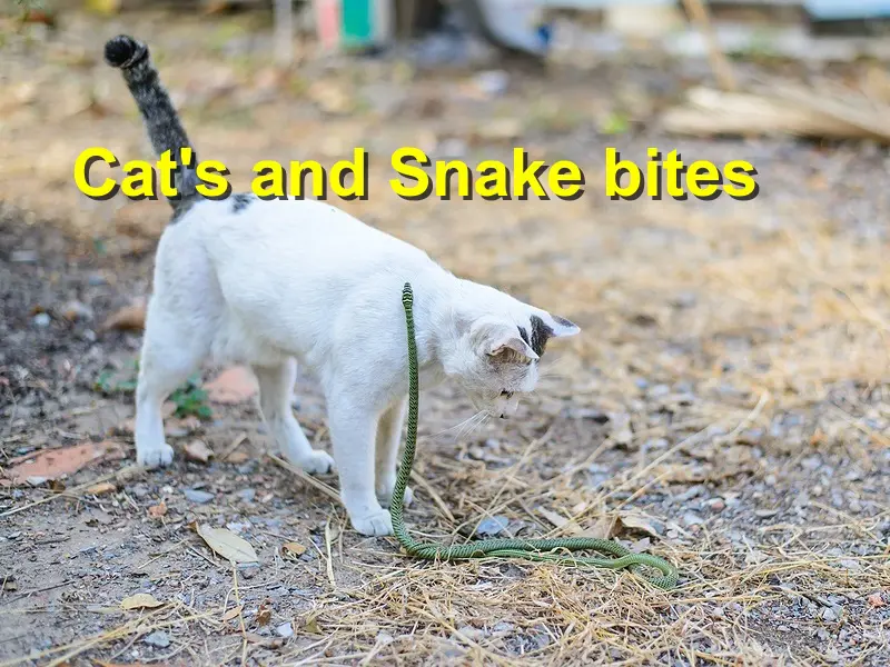 You are currently viewing Cat’s and Snake bites