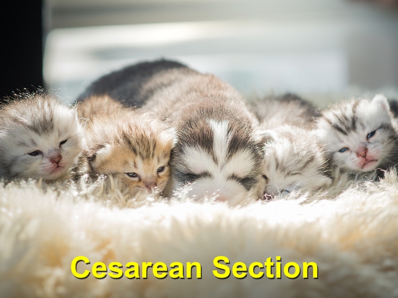 Read more about the article Your Pet’s Cesarean Section – What you Need to Know