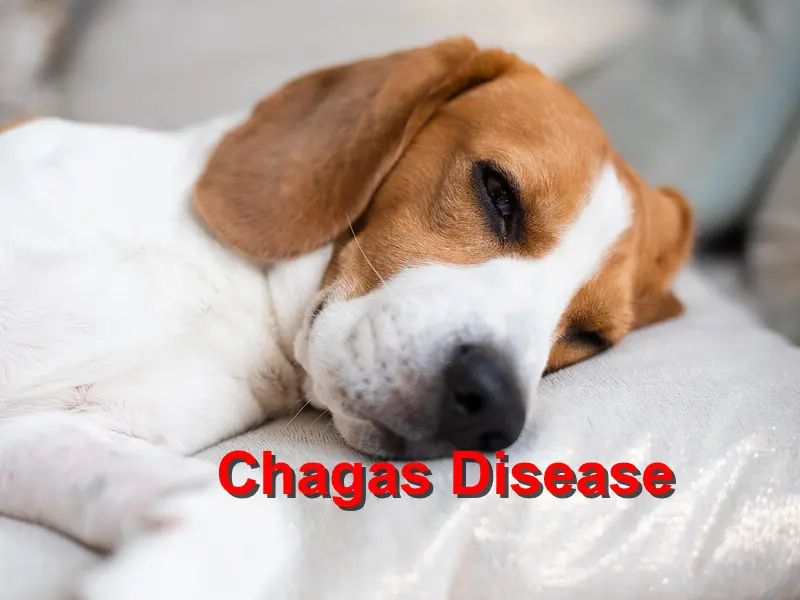 You are currently viewing Chagas Disease