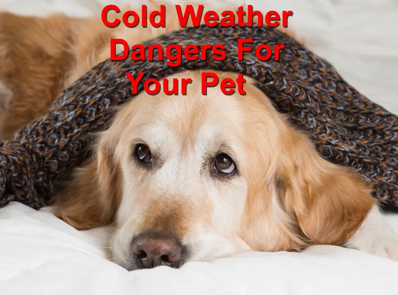 You are currently viewing Cold Weather Dangers For Your Pet