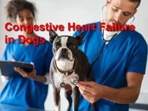Read more about the article Congestive Heart Failure in Dogs