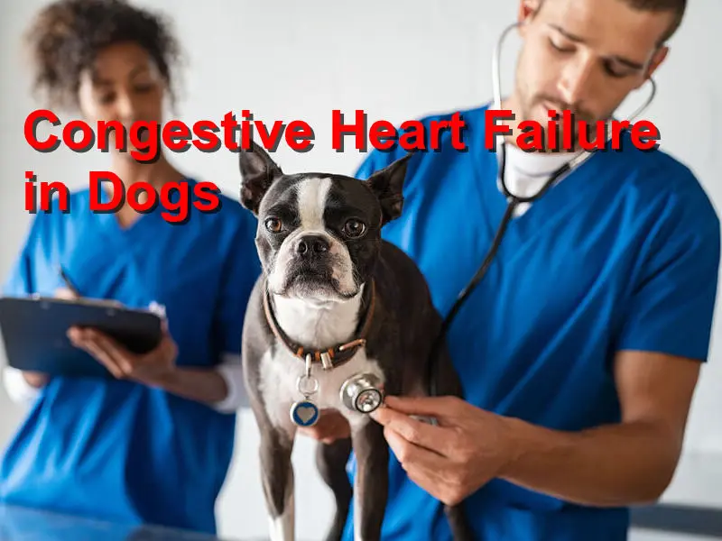 You are currently viewing Congestive Heart Failure in Dogs