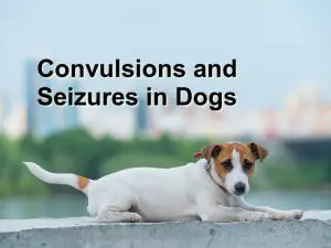 Read more about the article Convulsions and Seizures in Dogs