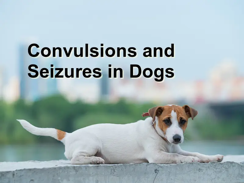 You are currently viewing Convulsions and Seizures in Dogs